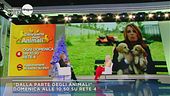 "Dalla parte degli animali"