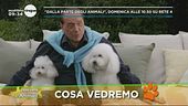 "Dalla parte degli animali"