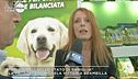 La proposta di Michela Vittoria Brambilla