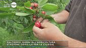Maltempo, danni all'agricoltura