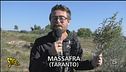 C'ERA UNA VOLTA UN BOSCO... E UN INCENERITORE