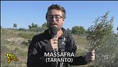 C'ERA UNA VOLTA UN BOSCO... E UN INCENERITORE