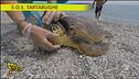 S.O.S. tartarughe
