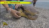 S.O.S. tartarughe
