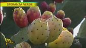 Speranza Verde - Fico d'India