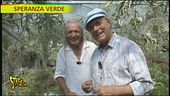 Tillandsie, le figlie del vento