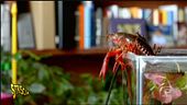 Gambero rosso Louisiana