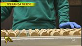 Querce e tappi di sughero