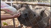 Bracconaggio in Africa pt.2