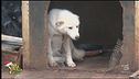 Cani incatenati