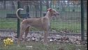 I cani Podenco