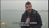 La moria degli storni