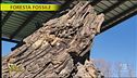 La foresta fossile ad Avigliano Umbro