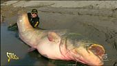 Il pesce siluro senza segreti
