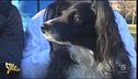 Cani per diabetici