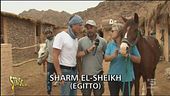 Ricovero per animali a Sharm El-Sheikh
