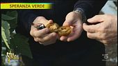Pomodoro Camone
