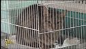 Gatti stipati in un appartamento