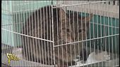 Gatti stipati in un appartamento