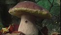 Funghi virtuosi, utili e buoni