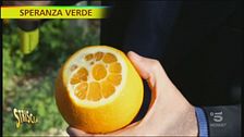 Le arance di Ribera