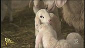 Le pecore nel Trentino
