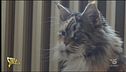 Traffico di gatti online