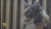 Traffico di gatti online