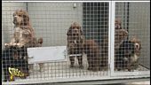 Allevamento abusivo di cani