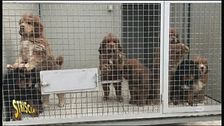 Allevamento abusivo di cani