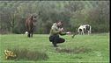 Cavalli allo stato brado
