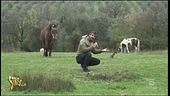 Cavalli allo stato brado