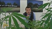 Salvini e i suoi mille problemi