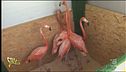 S.o.s. fenicotteri