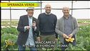 Zucchine a Speranza verde