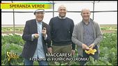 Zucchine a Speranza verde