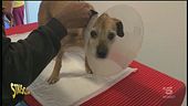 Cagnolini trascurati a Cremona