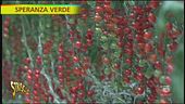 Speranza Verde idroponica