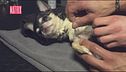 La spa per cani