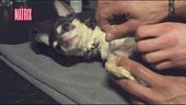 La spa per cani