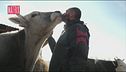 L'uomo che salva gli animali