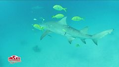 A tu per tu con i Lemon Sharks