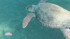Le tartarughe Caretta Caretta