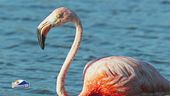 Il paradiso dei fenicotteri