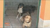 Accoglienza in crisi