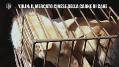 INNOCENZI Trailer cani Cina