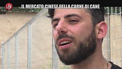 INNOCENZI Cani per studio