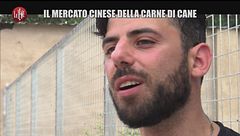 INNOCENZI Cani per studio