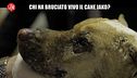 POLITI: Storia del cane Jako, legato e bruciato vivo