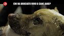POLITI: Storia del cane Jako, legato e bruciato vivo
